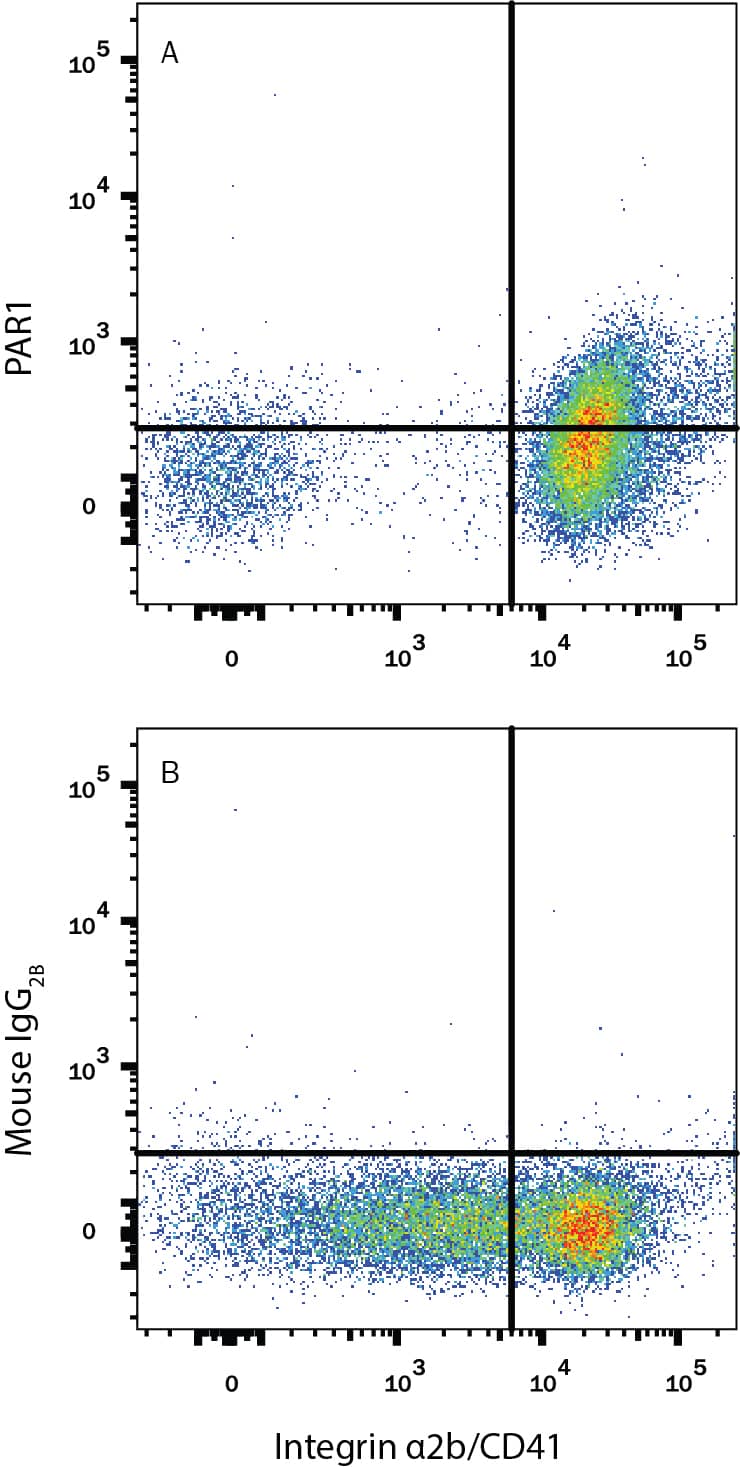 Human peripheral blood platelets were stained with Mouse Anti-Human Integrin a2b/CD41 APC-conjugated Monoclonal Antibody (Catalog # FAB7616A) and either (A) Mouse Anti-Human PAR1 Alexa Fluor® 488-conjugated Monoclonal Antibody (Catalog # FAB3855G) or (B) Mouse IgG2BAlexa Fluor 488 Isotype Control (Catalog # IC0041G). View our protocol for Staining Membrane-associated Proteins.