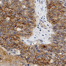 Immunohistochemistry PAR1/Thrombin Receptor Antibody (731115) [Unconjugated]