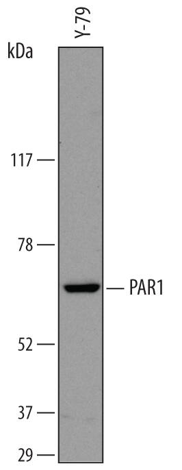 Western Blot PAR1/Thrombin Receptor Antibody (731115) [Unconjugated]