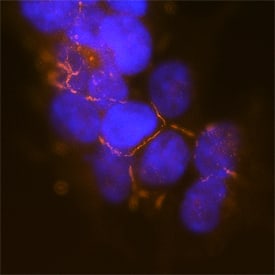 PARD3/Par3 was detected in immersion fixed HEK293 human embryonic kidney cell line using Mouse Anti-Human PARD3/Par3 Monoclonal Antibody (Catalog # MAB8030) at 25 µg/mL for 3 hours at room temperature. Cells were stained using the NorthernLights™ 557-conjugated Anti-Mouse IgG Secondary Antibody (red; Catalog # NL007) and counterstained with DAPI (blue). Specific staining was localized to plasma membrane. View our protocol for Fluorescent ICC Staining of Cells on Coverslips.