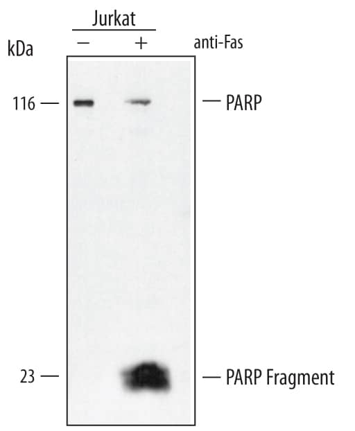Western blot shows lysates of Jurkat human acute T cell leukemia cell line untreated (-) or treated (+) with 200 ng/mL anti-Fas for 24 hours. PVDF membrane was probed with 0.4 µg/mL of Goat Anti-Human/Mouse PARP Affinity-purified Polyclonal Antibody (Catalog # AF-600-NA) followed by HRP-conjugated Anti-Goat IgG Secondary Antibody (Catalog # HAF109). A specific band was detected for PARP at approximately 116 kDa (as indicated). This experiment was conducted under reducing conditions and using Immunoblot Buffer Group 2.