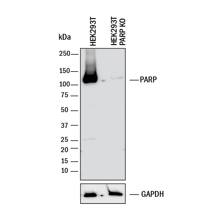 <b>Genetic Strategies Validation. </b>Western blot shows lysates of HEK293T human embryonic kidney parental cell line and PARP knockout HEK293T cell line (KO). PVDF membrane was probed with 0.4 µg/mL of Goat Anti-Human/Mouse PARP Antigen Affinity-purified Polyclonal Antibody (Catalog # AF-600-NA) followed by HRP-conjugated Anti-Goat IgG Secondary Antibody (Catalog # HAF017). A specific band was detected for PARP at approximately 120 kDa (as indicated) in the parental HEK293T cell line, but is not detectable in knockout HEK293Tcell line. GAPDH (Catalog # AF5718) is shown as a loading control. This experiment was conducted under reducing conditions and using Immunoblot Buffer Group 1.