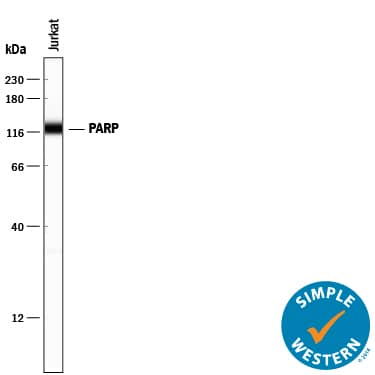 Simple Western lane view shows lysates of Jurkat human acute T cell leukemia cell line, loaded at 0.2 mg/mL. A specific band was detected for PARP at approximately 122 kDa (as indicated) using 5 µg/mL of Goat Anti-Human/Mouse PARP Antigen Affinity-purified Polyclonal Antibody (Catalog # AF-600-NA) followed by 1:50 dilution of HRP-conjugated Anti-Goat IgG Secondary Antibody (Catalog # HAF109). This experiment was conducted under reducing conditions and using the 12-230 kDa separation system.