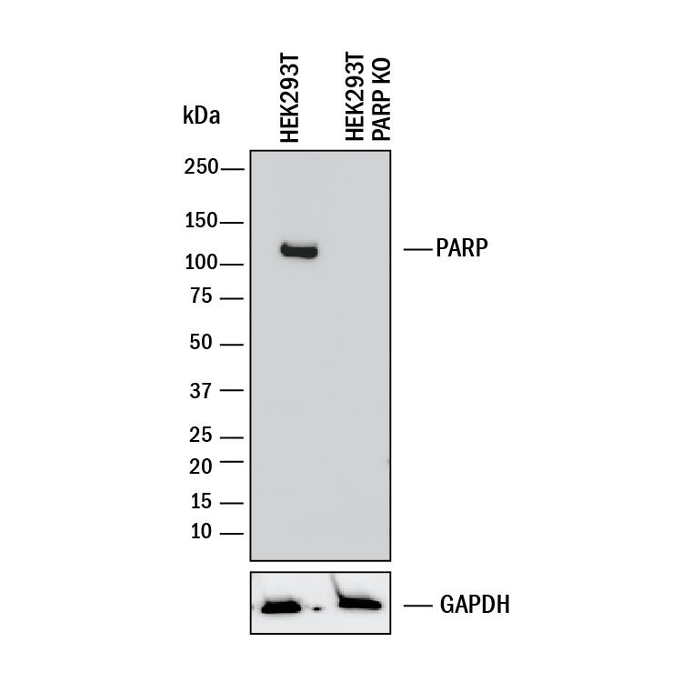 <b>Genetic Strategies Validation. </b>Western blot shows lysates of HEK293T human embryonic kidney parental cell line and PARP knockout HEK293T cell line (KO). PVDF membrane was probed with 1 µg/mL of Mouse Anti-Human PARP Monoclonal Antibody (Catalog # MAB8095) followed by HRP-conjugated Anti-Mouse IgG Secondary Antibody (Catalog # HAF018). A specific band was detected for PARP at approximately 120 kDa (as indicated) in the parental HEK293T cell line, but is not detectable in knockout HEK293T cell line. GAPDH (Catalog # MAB5718) is shown as a loading control. This experiment was conducted under reducing conditions and using Immunoblot Buffer Group 1.