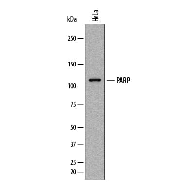 Western blot shows lysates of HeLa human cervical epithelial carcinoma cell line. PVDF membrane was probed with 1 µg/mL of Mouse Anti-Human PARP Monoclonal Antibody (Catalog # MAB8095) followed by HRP-conjugated Anti-Mouse IgG Secondary Antibody (Catalog # HAF018). A specific band was detected for PARP at approximately 110 kDa (as indicated). This experiment was conducted under reducing conditions and using Immunoblot Buffer Group 1.