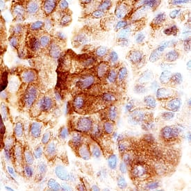 Immunohistochemistry PAUF/ZG16B Antibody (817310) [Unconjugated]