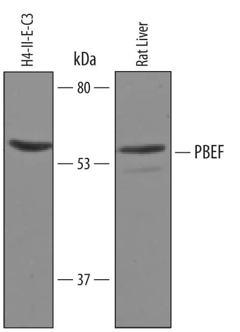Western blot shows lysates of H4-II-E-C3 rat hepatoma cell line and rat liver tissue. PVDF Membrane was probed with 1 µg/mL of Goat Anti-Rat PBEF Antigen Affinity-purified Polyclonal Antibody (Catalog # AF6384) followed by HRP-conjugated Anti-Goat IgG Secondary Antibody (Catalog # HAF019). A specific band was detected for PBEF at approximately 54 kDa (as indicated). This experiment was conducted under reducing conditions and using Immunoblot Buffer Group 8.