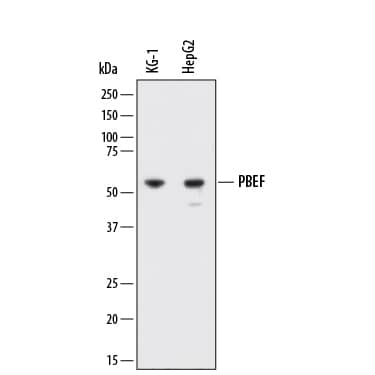 Western Blot PBEF/Visfatin/NAMPT Antibody (882104) [Unconjugated]