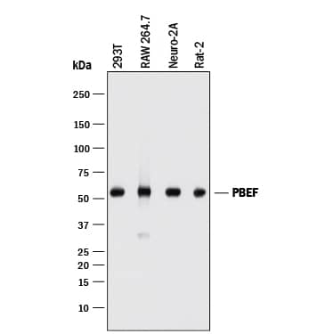 Western Blot PBEF/Visfatin/NAMPT Antibody (882104) [Unconjugated]
