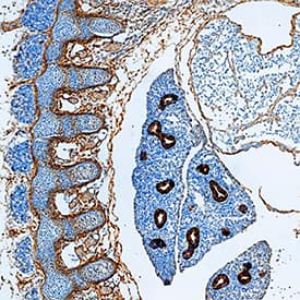Immunohistochemistry P-Cadherin Antibody [Unconjugated]