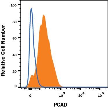 A431 human epithelial carcinoma cell line was stained with Rat Anti-Human/Mouse P-Cadherin Alexa Fluor® 594-conjugated Monoclonal Antibody (Catalog # FAB761T, filled histogram) or isotype control antibody (Catalog # IC006T, open histogram). Cells were stained in a buffer containing Ca2+ and Mg2+. View our protocol for Staining Membrane-associated Proteins.