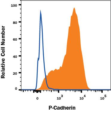 A431 human epithelial carcinoma cell line was stained with Mouse Anti-Human P-Cadherin Alexa Fluor® 488-conjugated Monoclonal Antibody (Catalog # FAB861G, filled histogram) or isotype control antibody (Catalog # IC002G, open histogram). View our protocol for Staining Membrane-associated Proteins.