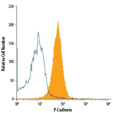 A431 human epithelial carcinoma cell line was stained with Mouse Anti-Human P-Cadherin Alexa Fluor® 700-conjugated Monoclonal Antibody (Catalog # FAB861N, filled histogram) or isotype control antibody (Catalog # IC002N, open histogram). View our protocol for Staining Membrane-associated Proteins.