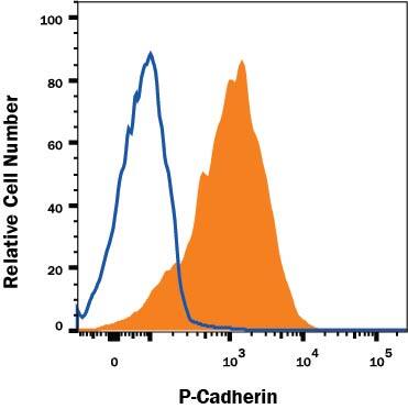 Flow Cytometry P-Cadherin Antibody (106020) [Unconjugated]