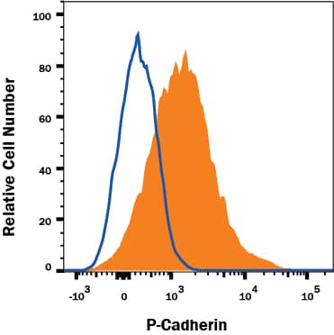 A431 human carcinoma cell line was stained with Mouse Anti-Human P-Cadherin Monoclonal Antibody (Catalog # MAB861R, filled histogram) or isotype control antibody (Catalog # MAB002, open histogram), followed by APC-conjugated Anti-Mouse IgG F(ab')2 Secondary Antibody (Catalog # F0101B). Cells were stained in a buffer containing Ca2+ and Mg2+. View our protocol for Staining Membrane-associated Proteins.