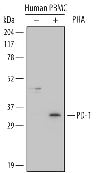 Western blot shows lysates of human peripheral blood mononuclear cells (PBMC) untreated (-) or treated (+) with 1 µg/mL PHA for 5 days. PVDF Membrane was probed with 1 µg/mL of Human PD-1 Monoclonal Antibody (Catalog # MAB1086) followed by HRP-conjugated Anti-Mouse IgG Secondary Antibody (Catalog # HAF007). A specific band was detected for PD-1 at approximately 33 kDa (as indicated). This experiment was conducted under reducing conditions and using Immunoblot Buffer Group 1.