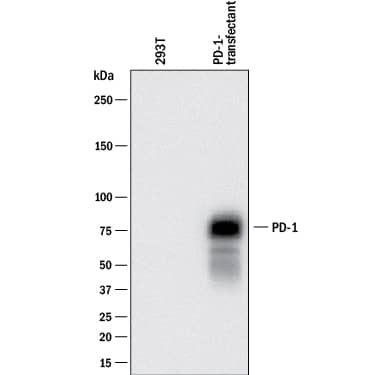 Western blot shows lysates of 293T human embryonic kidney cell line mock transfected or transfected with mouse PD-1. PVDF membrane was probed with 0.2 µg/mL of Goat Anti-Mouse PD-1 Antigen Affinity-purified Polyclonal Antibody (Catalog # AF1021) followed by HRP-conjugated Anti-Goat IgG Secondary Antibody (Catalog # HAF017). A specific band was detected for PD-1 at approximately 75 kDa (as indicated). This experiment was conducted under reducing conditions and using Immunoblot Buffer Group 1.