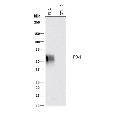 Western blot shows lysates of EL-4 mouse lymphoblast cell line and CTLL-2 mouse cytotoxic T cell line (negative control). PVDF membrane was probed with 0.2 µg/mL of Goat Anti-Mouse PD-1 Antigen Affinity-purified Polyclonal Antibody (Catalog # AF1021) followed by HRP-conjugated Anti-Goat IgG Secondary Antibody (Catalog # HAF017). A specific band was detected for PD-1 at approximately 55 kDa (as indicated). This experiment was conducted under reducing conditions and using Immunoblot Buffer Group 1.