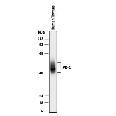 Western Blot PD-1 Antibody [Unconjugated]