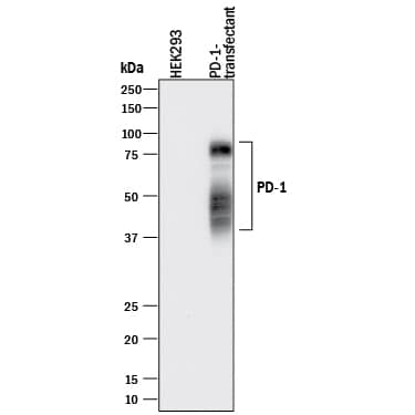 Western blot shows lysates of HEK293 human embryonic kidney cell line either mock transfected or transfected with human PD-1. PVDF membrane was probed with 0.5 µg/mL of Goat Anti-Human PD-1 Antigen Affinity-purified Polyclonal Antibody (Catalog # AF1086) followed by HRP-conjugated Anti-Goat IgG Secondary Antibody (Catalog # HAF017). Specific bands were detected for PD-1 at approximately 40-80 kDa (as indicated). This experiment was conducted under reducing conditions and using Immunoblot Buffer Group 1.