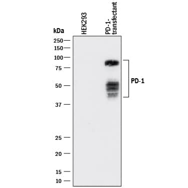Western blot shows lysates of HEK293 human embryonic kidney cell line either mock transfected or transfected with human PD-1. PVDF membrane was probed with 1 µg/mL of Mouse Anti-Human PD-1 Monoclonal Antibody (Catalog # MAB10861) followed by HRP-conjugated Anti-Mouse IgG Secondary Antibody (Catalog # HAF018). Specific bands were detected for PD-1 at approximately 40-80 kDa (as indicated). This experiment was conducted under reducing conditions and using Immunoblot Buffer Group 1.
