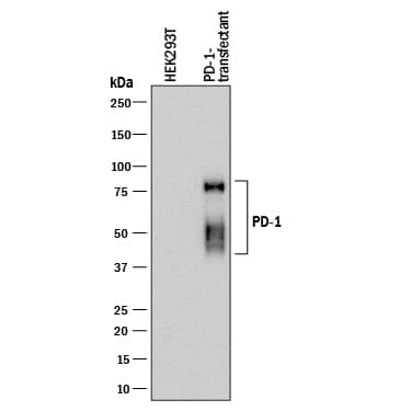 Western blot shows lysates of HEK293T human embryonic kidney cell line either mock transfected or transfected with human PD-1. PVDF membrane was probed with 0.5 µg/mL of Rabbit Anti-Human PD-1 Monoclonal Antibody (Catalog # MAB10863) followed by HRP-conjugated Anti-Rabbit IgG Secondary Antibody (Catalog # HAF008). Specific bands were detected for PD-1 at approximately 40 kDa and 80 kDa (as indicated). This experiment was conducted under reducing conditions and using Immunoblot Buffer Group 1.