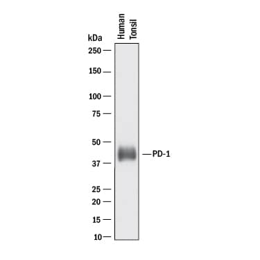 Western blot shows lysates of human tonsil tissue. PVDF membrane was probed with 2 µg/mL of Mouse Anti-Human PD-1 Monoclonal Antibody (Catalog # MAB10864) followed by HRP-conjugated Anti-Mouse IgG Secondary Antibody (Catalog # HAF018). A specific band was detected for PD-1 at approximately 45 kDa (as indicated). This experiment was conducted under reducing conditions and using Immunoblot Buffer Group 1.