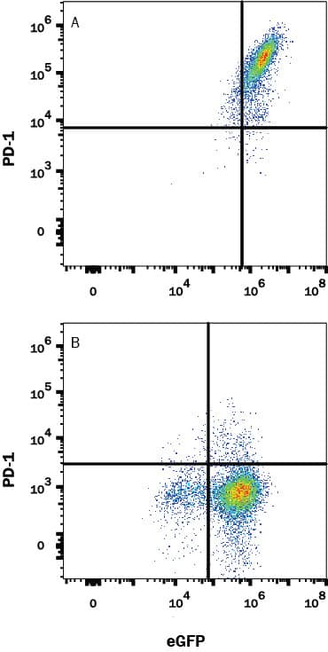 HEK293 human embryonic kidney cell line transfected with either (A) mouse PD-1 or (B) irrelevant transfectants and eGFP was stained with Rat Anti-Mouse PD-1 Monoclonal Antibody (Catalog # MAB77381) followed by APC-conjugated Anti-Rat IgG Secondary Antibody (Catalog # F0113). Quadrant markers were set based on isotype control antibody staining (Catalog # MAB006). View our protocol for Staining Membrane-associated Proteins.