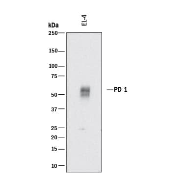 Western blot shows lysates of EL-4 mouse lymphoblast cell line. PVDF membrane was probed with 2 µg/mL of Rat Anti-Mouse PD-1 Monoclonal Antibody (Catalog # MAB77381) followed by HRP-conjugated Anti-Rat IgG Secondary Antibody (Catalog # HAF005). Specific bands were detected for PD-1 at approximately 55 kDa (as indicated). This experiment was conducted under reducing conditions and using Immunoblot Buffer Group 1.