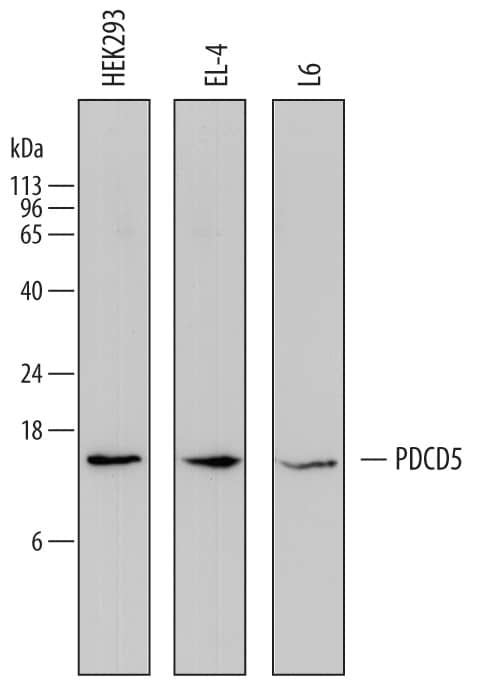 Western Blot PDCD5 Antibody (728906)