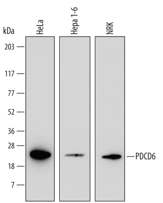 Western Blot PDCD6 Antibody (722232)
