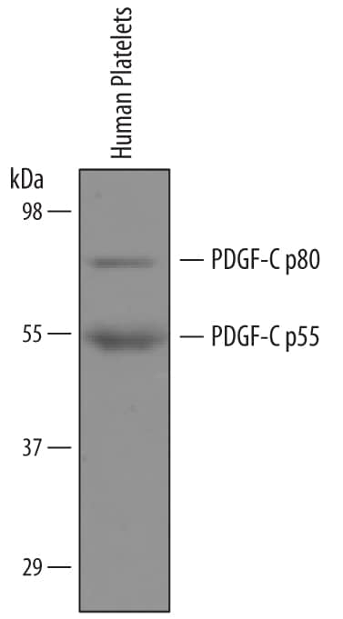 Western blot shows lysates of human platelets. PVDF membrane was probed with 1 µg/mL of Goat Anti-Human PDGF-C Antigen Affinity-purified Polyclonal Antibody (Catalog # AF1560) followed by HRP-conjugated Anti-Goat IgG Secondary Antibody (Catalog # HAF109). Specific bands were detected for PDGF-C p80 at approximately 80 kDa and PDGF-C p55 at approximately 55 kDa (as indicated). This experiment was conducted under reducing conditions and using Immunoblot Buffer Group 8.