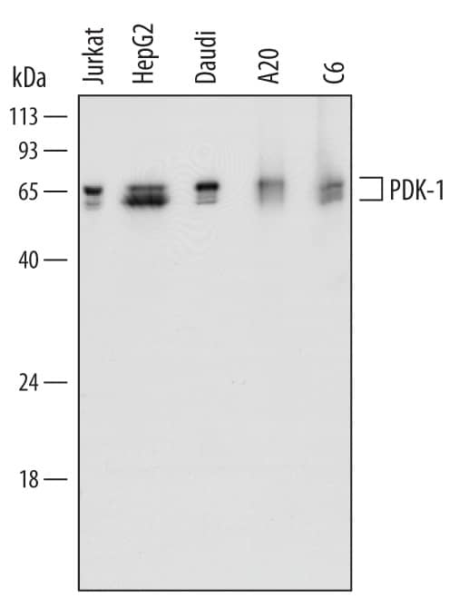 Western Blot PDK-1 Antibody (650308) [Unconjugated]