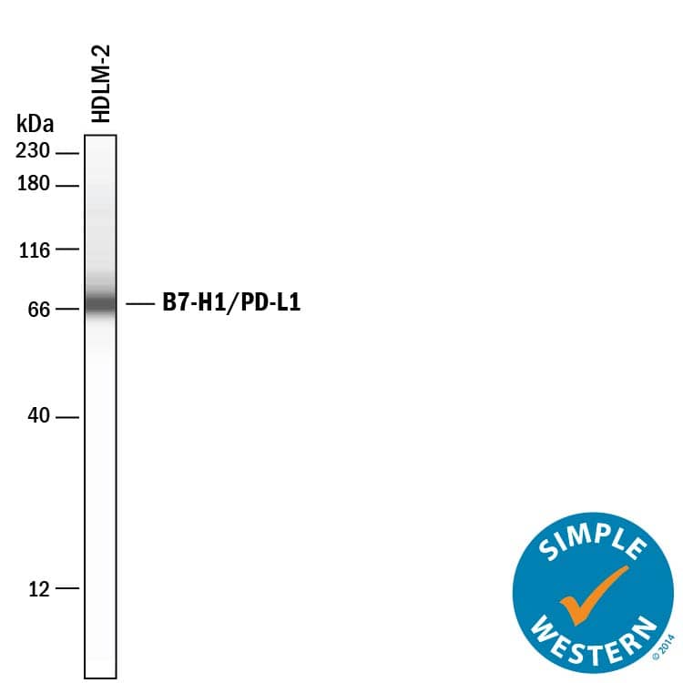 Simple Western lane view shows lysates of HDLM-2 human Hodgkin's lymphoma cell line, loaded at 0.2 mg/mL. A specific band was detected for PD-L1/B7-H1 at approximately 72 kDa (as indicated) using 50 µg/mL of Goat Anti-Human PD-L1/B7-H1 Antigen Affinity-purified Polyclonal Antibody (Catalog # AF156) followed by 1:50 dilution of HRP-conjugated Anti-Goat IgG Secondary Antibody (Catalog # HAF109). This experiment was conducted under reducing conditions and using the 12-230 kDa separation system.