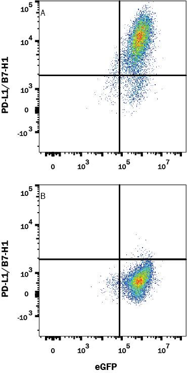 HEK293 human embryonic kidney cell line transfected with (A) PD-L1/B7-H1 or (B) irrelevant protein, and eGFP were stained with Mouse Anti-Human PD-L1/B7-H1 Monoclonal Antibody (Catalog # MAB1561R) followed by Allophycocyanin-conjugated Anti-Mouse IgG Secondary Antibody (Catalog # F0101B). Quadrant markers were set based Mouse IgG1 Isotype Control Antibody staining (Catalog # MAB002, data not shown). View our protocol for Staining Membrane-associated Proteins.