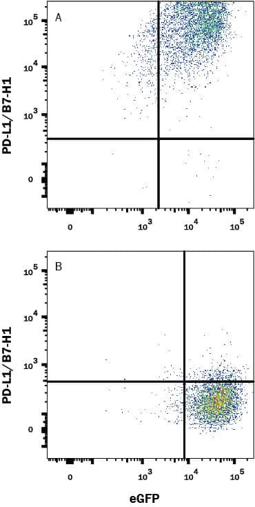 HEK293 human embryonic kidney cell line transfected with either (A) human PD-L1/B7-H1 or (B) irrelevant protein and eGFP was stained with Rabbit Anti-Human PD-L1/B7-H1 Monoclonal Antibody (Catalog # MAB1562) followed by APC-conjugated Goat anti-Rabbit IgG Secondary Antibody (F0111). Quadrant markers were set based on Rabbit IgG control antibody staining (MAB1050). View our protocol for Staining Membrane-associated Proteins.