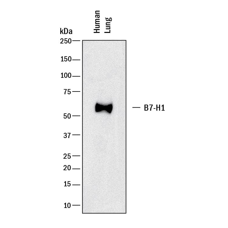 Western blot shows lysates of human lung tissue. PVDF membrane was probed with 2 µg/mL of Rabbit Anti-Human PD-L1/B7-H1 Monoclonal Antibody (Catalog # MAB1562) followed by HRP-conjugated Anti-Rabbit IgG Secondary Antibody (Catalog # HAF008). A specific band was detected for PD-L1/B7-H1 at approximately 50 kDa (as indicated). This experiment was conducted under reducing conditions and using Immunoblot Buffer Group 1.