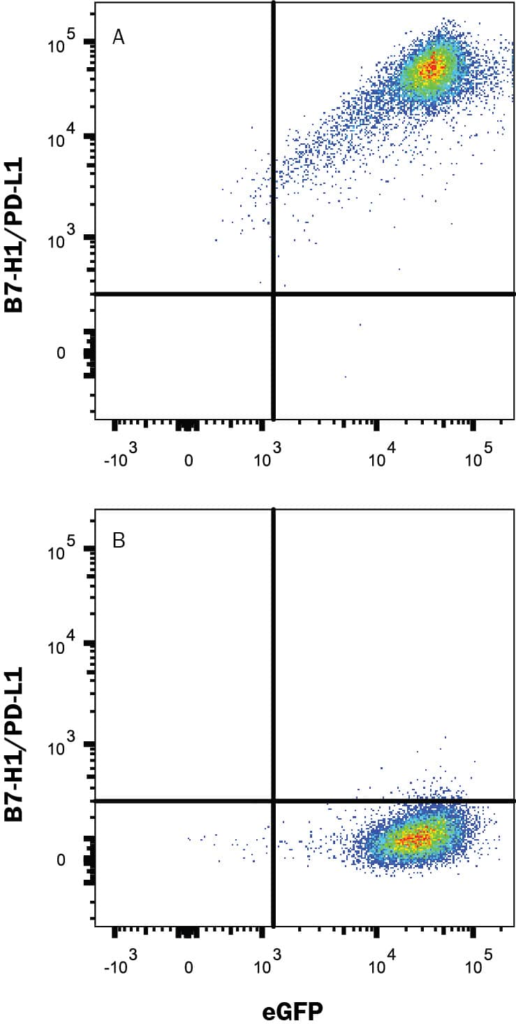 HEK293 human embryonic kidney cell line transfected with either (A) mouse PD-L1/B7-H1 or (B) irrelevant transfectants and eGFP was stained with Rabbit Anti-Mouse PD-L1/B7-H1 Monoclonal Antibody (Catalog # MAB90783) followed by Allophycocyanin-conjugated Anti-Rabbit IgG Secondary Antibody (Catalog # F0111). Quadrant markers were set based on control antibody staining (Catalog # MAB1050). View our protocol for Staining Membrane-associated Proteins.