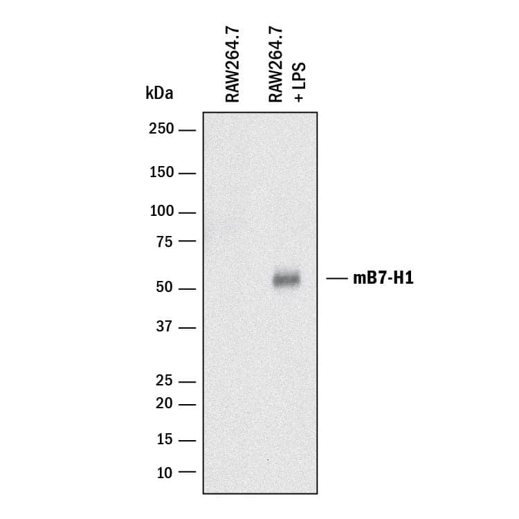 Western blot shows lysates of RAW 264.7 mouse monocyte/macrophage cell line untreated (-) or treated (+) with 10 ug/mL LPS for 4 hours. PVDF membrane was probed with 2 µg/mL of Rabbit Anti-Mouse PD-L1/B7-H1 Monoclonal Antibody (Catalog # MAB90783) followed by HRP-conjugated Anti-Rabbit IgG Secondary Antibody (Catalog # HAF008). A specific band was detected for PD-L1/B7-H1 at approximately 55 kDa (as indicated). This experiment was conducted under reducing conditions and using Immunoblot Buffer Group 1.
