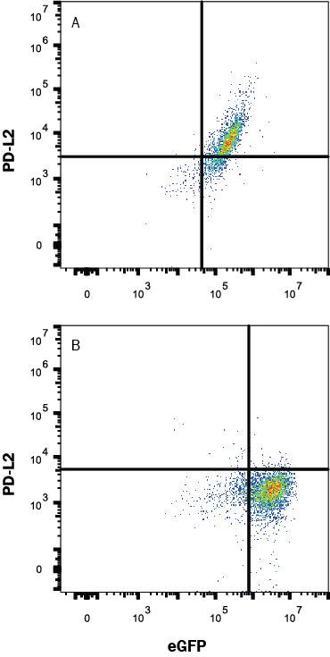 HEK293 human embryonic kidney cell line transfected with either (A) human PD-L2 or (B) irrelevant transfectants and eGFP was stained with Mouse Anti-Human PD-L2 Monoclonal Antibody (Catalog # MAB12241) followed by APC-conjugated Anti-Mouse IgG Secondary Antibody (Catalog # F0101B). Quadrant markers were set based on control antibody staining (Catalog # MAB003). View our protocol for Staining Membrane-associated Proteins.