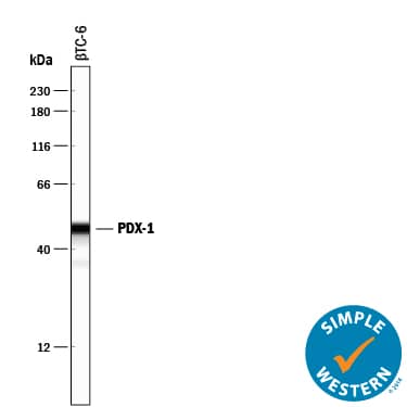 Simple Western lane view shows lysates of  beta TC-6 mouse beta cell insulinoma cell line, loaded at 0.2 mg/mL. A specific band was detected for PDX-1/IPF1 at approximately 48 kDa (as indicated) using 10 µg/mL of Goat Anti-Mouse/Rat PDX-1/IPF1 Antigen Affinity-purified Polyclonal Antibody (Catalog # AF2517) followed by 1:50 dilution of HRP-conjugated Anti-Goat IgG Secondary Antibody (Catalog # HAF109). This experiment was conducted under reducing conditions and using the 12-230 kDa separation system.