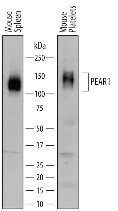 Western Blot PEAR1 Antibody