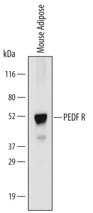 Western blot shows lysates of mouse adipose tissue. PVDF Membrane was probed with 2 µg/mL of Rat Anti-Mouse PEDF R/PNPLA2 Monoclonal Antibody (Catalog # MAB5365) followed by HRP-conjugated Anti-Rat IgG Secondary Antibody (Catalog # HAF005). A specific band was detected for PEDF R/PNPLA2 at approximately 52 kDa (as indicated). This experiment was conducted under non-reducing conditions and using Immunoblot Buffer Group 10.