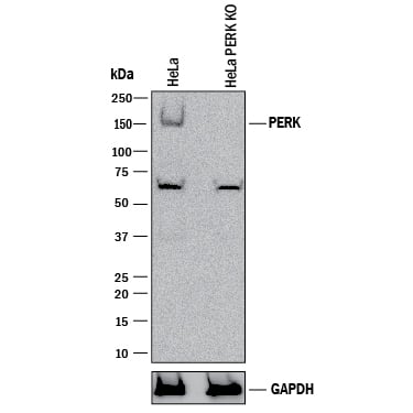 Knockout Validated PERK Antibody [Unconjugated]