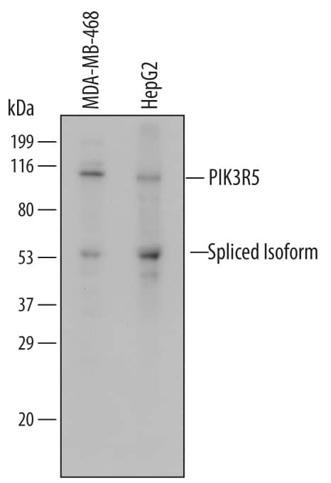 Western blot shows lysates of MDA-MB-468 human breast cancer cell line and HepG2 human hepatocellular carcinoma cell line. PVDF Membrane was probed with 2 µg/mL of Human PIK3R5 Monoclonal Antibody (Catalog # MAB6388) followed by HRP-conjugated Anti-Mouse IgG Secondary Antibody (Catalog # HAF007). Specific bands were detected for PIK3R5 at approximately 97 kDa and the spliced isoform at approximately 55 kDa (as indicated). This experiment was conducted under reducing conditions and using Immunoblot Buffer Group 3.