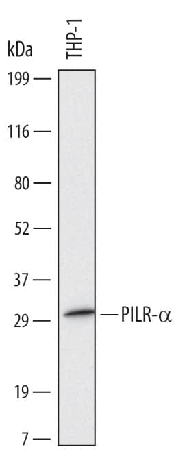 Western blot shows lysates of THP-1 human acute monocytic leukemia cell line. PVDF Membrane was probed with 2 µg/mL of Human PILR-a Monoclonal Antibody (Catalog # MAB6484) followed by HRP-conjugated Anti-Mouse IgG Secondary Antibody (Catalog # HAF007). A specific band was detected for PILR-a at approximately 30 kDa (as indicated). This experiment was conducted under reducing conditions and using Immunoblot Buffer Group 1.