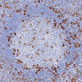 Immunohistochemistry PILR-alpha Antibody (2175D) [Unconjugated]