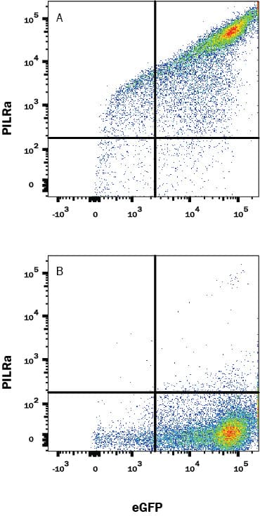 HEK293 human embryonic kidney cell line transfected with either (A) human PILR- a or (B) irrelevant transfectants and eGFP was stained with Rabbit Anti-Human PILR- a Monoclonal Antibody (Catalog # MAB64842) followed by Allophycocyanin-conjugated Anti-Rabbit IgG Secondary Antibody (Catalog # F0111). Quadrant markers were set based on control antibody staining (Catalog # MAB1050).