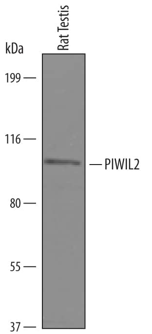 Western blot shows lysates of rat testis tissue. PVDF Membrane was probed with 1 µg/mL of Human PIWIL2 Antigen Affinity-purified Polyclonal Antibody (Catalog # AF6558) followed by HRP-conjugated Anti-Sheep IgG Secondary Antibody (Catalog # HAF016). A specific band was detected for PIWIL2 at approximately 105 kDa (as indicated). This experiment was conducted under reducing conditions and using Immunoblot Buffer Group 8.