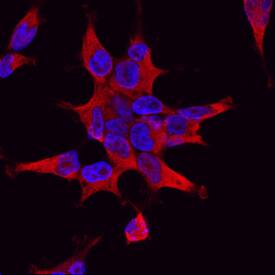 PI 3-Kinase C2 beta  was detected in immersion fixed HEK293 human embryonic kidney cell line using Goat Anti-Human PI 3-Kinase C2 beta  Antigen Affinity-purified Polyclonal Antibody (Catalog # AF7249) at 10 µg/mL for 3 hours at room temperature. Cells were stained using the NorthernLights™ 557-conjugated Anti-Goat IgG Secondary Antibody (red; Catalog # NL001) and counterstained with DAPI (blue). Specific staining was localized to cytoplasm. View our protocol for Fluorescent ICC Staining of Cells on Coverslips.